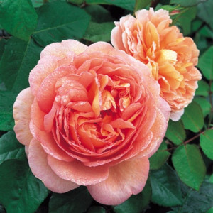 ABRAHAM DARBY