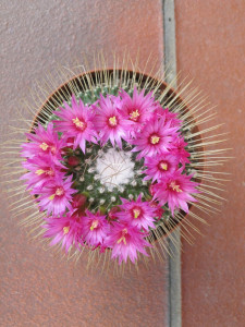 800px-Mammillaria_1