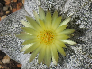 Astrophytum_myriostigma_7