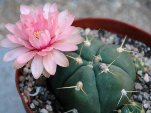 Gymnocalycium horstii